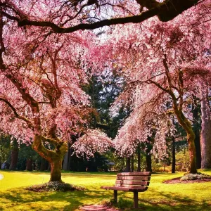 Fondant parfumé Biloute - Fleur de sakura