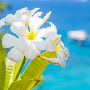 Fondant parfumé Cœur - Monoï