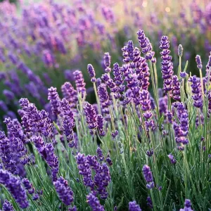 Poudre parfumée 100 grammes - Lavande