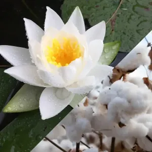 Poudre parfumée 200 grammes - Lotus blanc & Coton