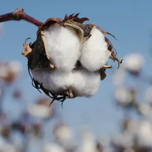 Poudre parfumée 50 grammes - Fleur de coton