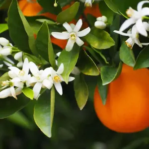 Suspension parfumée cercle - Fleur d'oranger