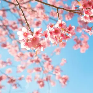 Suspension parfumée ovale - Fleur de cerisier