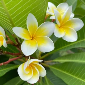 Suspension parfumée ovale - Frangipanier