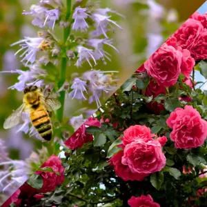 Suspension parfumée ronde - Patchouli et roses