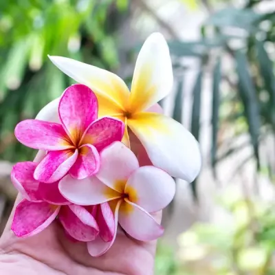 Fondant parfumé Biloute - Fleur des îles