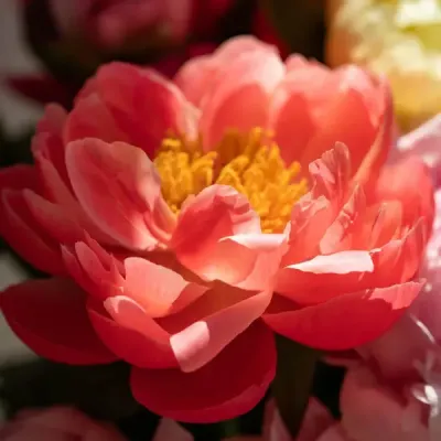 Fondant parfumé Marguerite - Pivoine