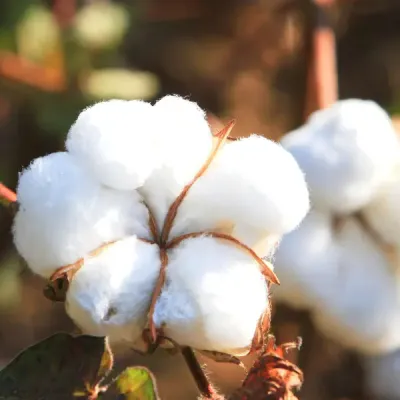 Fondant parfumé Marguerite - Pureté de coton