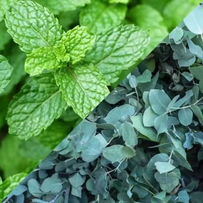 Fondant parfumé Patte de chien - Menthe et Eucalyptus