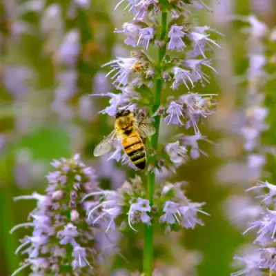 Poudre parfumée 100 grammes - Patchouli
