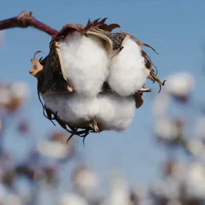 Suspension parfumée hexagonale - Fleur de coton