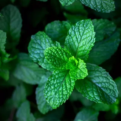 Suspension parfumée ovale - Menthe Chlorophylle