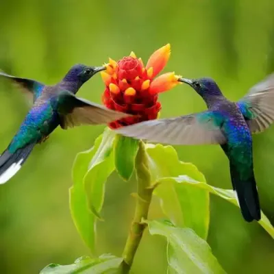 Suspension parfumée ronde - Paradis