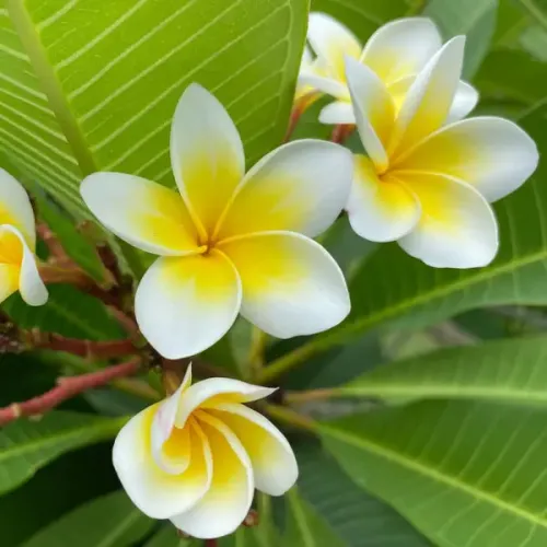 Fondant parfumé Cannelé - Frangipanier