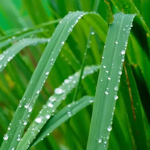 Poudre parfumée 50 grammes - Anti-moustique