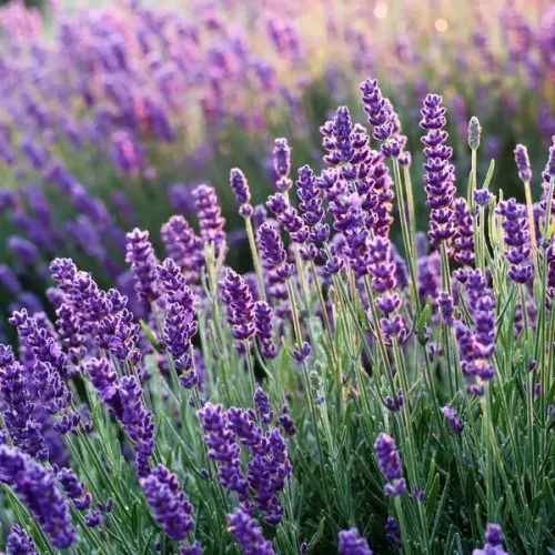 Poudre parfumée 50 grammes - Lavande