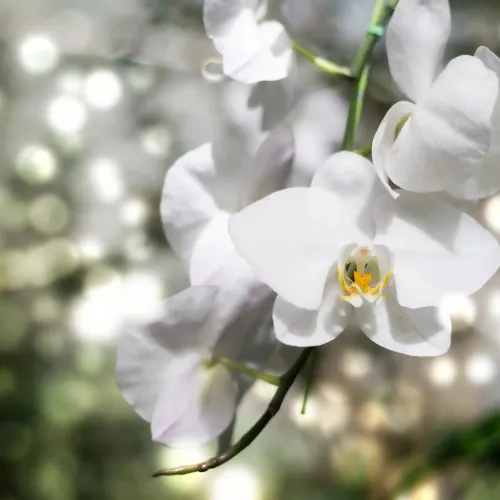 Poudre parfumée 50 grammes - Orchidée blanche
