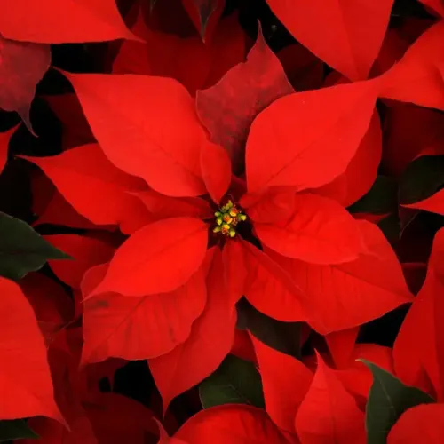 Suspension parfumée cercle - Fleur de Noël