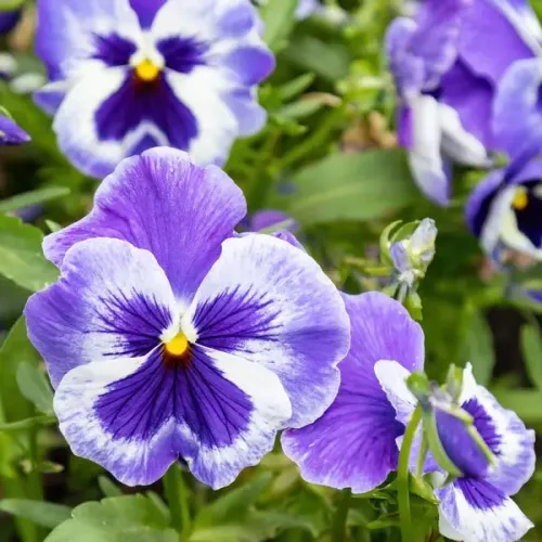 Suspension parfumée étoile - Violette des Bois