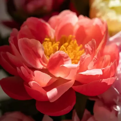 Suspension parfumée ovale - Pivoine