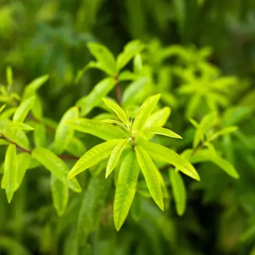 Suspension parfumée ovale - Verveine